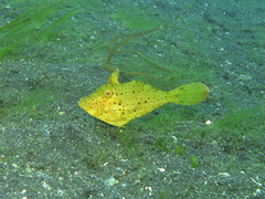 Pseudomonacanthus macrurus