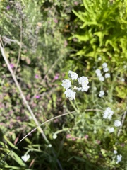 Plagiobothrys nothofulvus