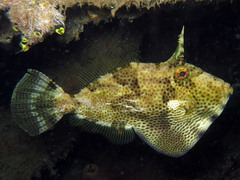 Pseudomonacanthus macrurus