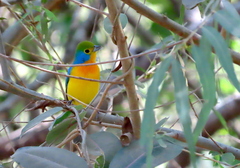 Passerina leclancherii