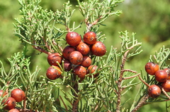 Juniperus turbinata