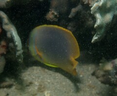 Chaetodon aureofasciatus