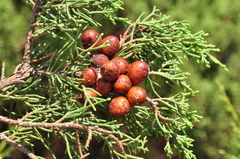 Juniperus turbinata