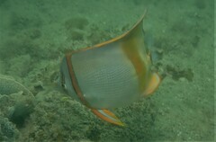 Chelmon marginalis