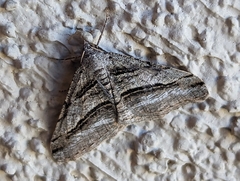 Digrammia continuata