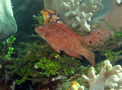 Pteragogus enneacanthus