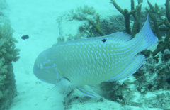 Choerodon schoenleinii