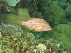 Pteragogus enneacanthus