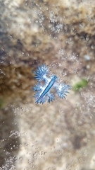 Glaucus atlanticus