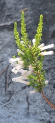 Erica perspicua