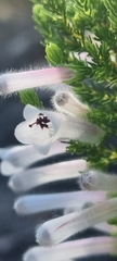Erica perspicua