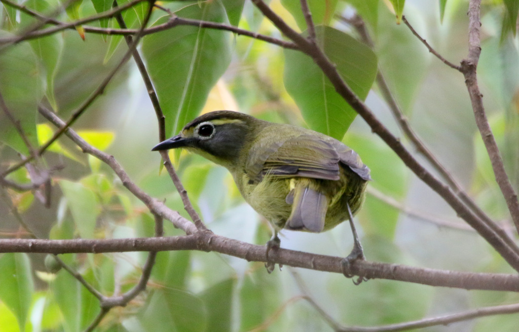 Eyebrowed Heleia