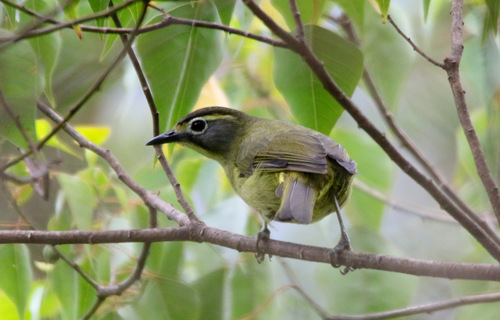 Subspecies Heleia superciliaris superciliaris · iNaturalist