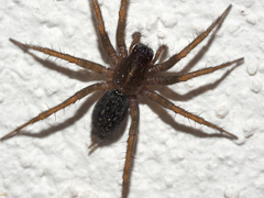Lycosoides
