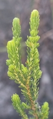 Erica perspicua