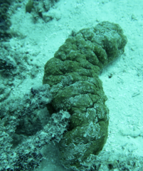Stichopus vastus