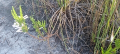 Erica perspicua