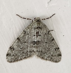 Phigalia strigataria