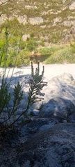 Erica perspicua