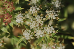 Echinophora spinosa