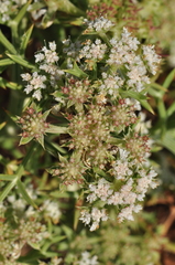 Echinophora spinosa
