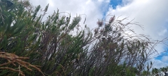 Erica perspicua