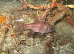 Nectamia fusca