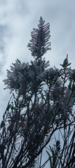 Erica perspicua