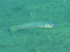 Ptereleotris microlepis