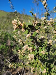 Ceanothus crassifolius