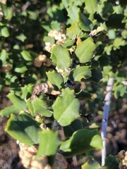 Ceanothus crassifolius