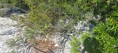Diospyros glabra