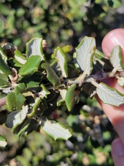 Ceanothus crassifolius