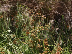 Rhodoscirpus asper