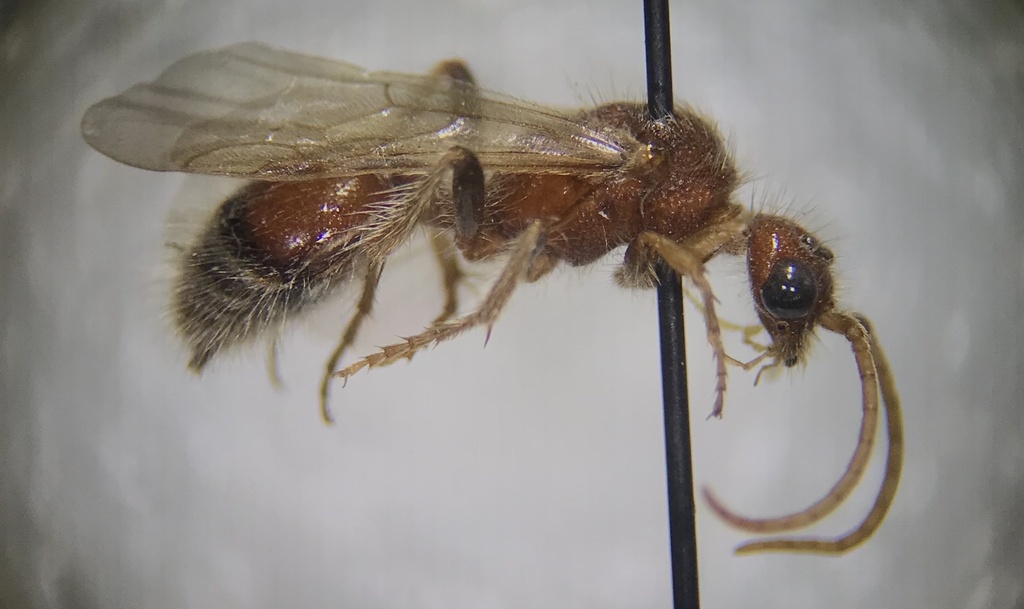 Sphaeropthalma pinalea