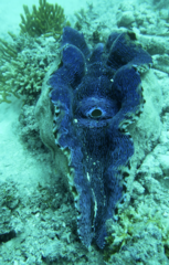 Tridacna derasa