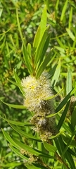 Metrosideros angustifolia