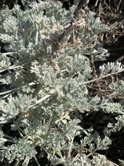 Artemisia pycnocephala