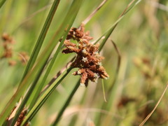 Rhodoscirpus asper