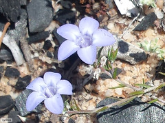 Wahlenbergia oxyphylla