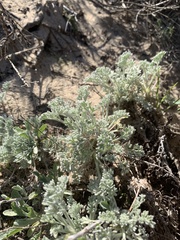 Artemisia pycnocephala