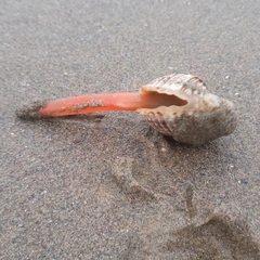 Acanthocardia tuberculata