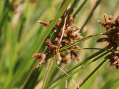 Rhodoscirpus asper