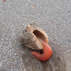 Acanthocardia tuberculata