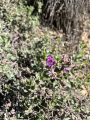 Mirabilis laevis