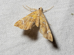 Musotima nitidalis