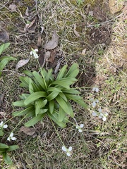 Galanthus woronowii