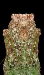 Heraclides anchisiades