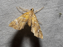 Musotima nitidalis