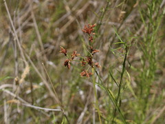 Rhodoscirpus asper